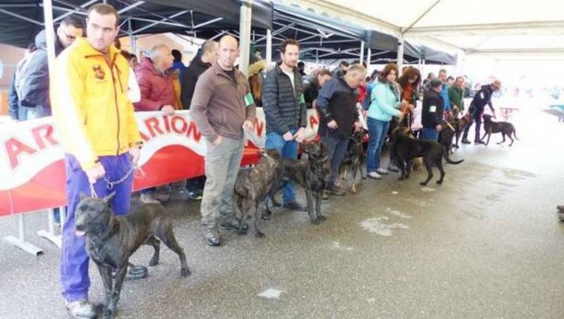 Feria de San Jos de Gees: el campo en el ADN