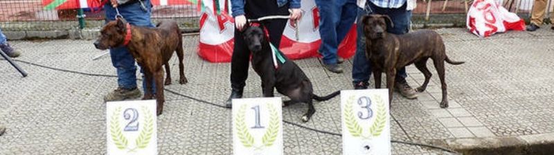 Turtzioz rastrea la genealoga de los perros villanos